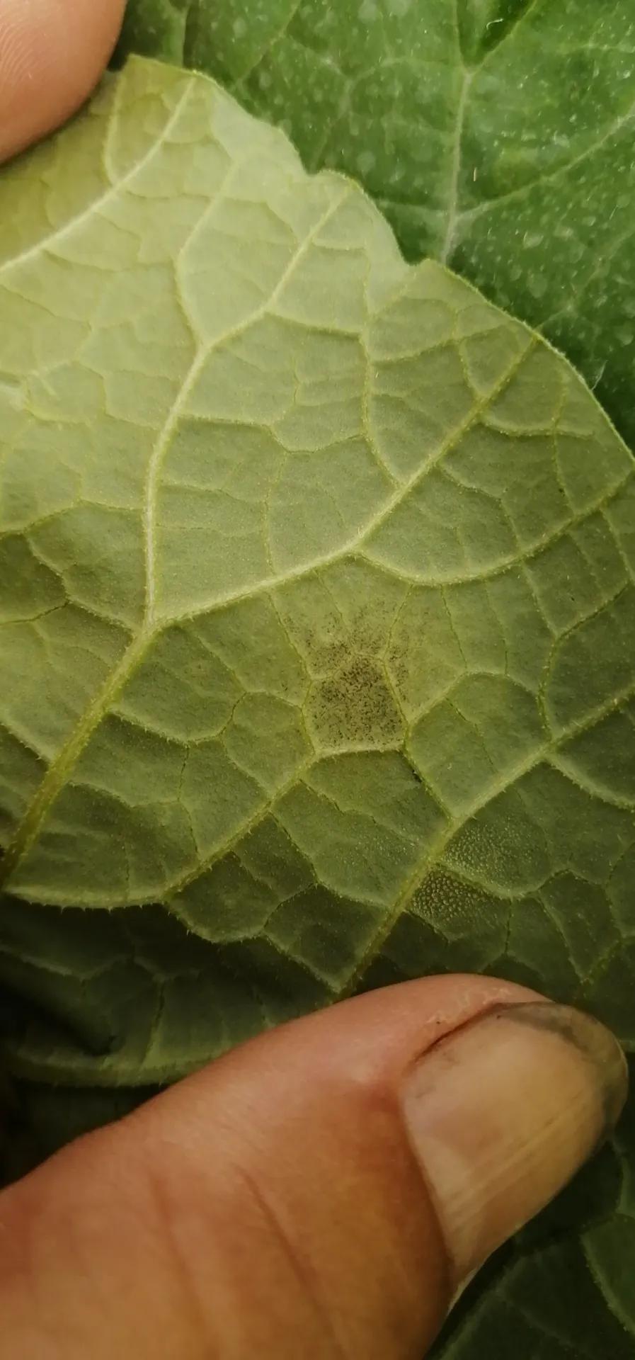 甜瓜霜霉病的预防与治疗