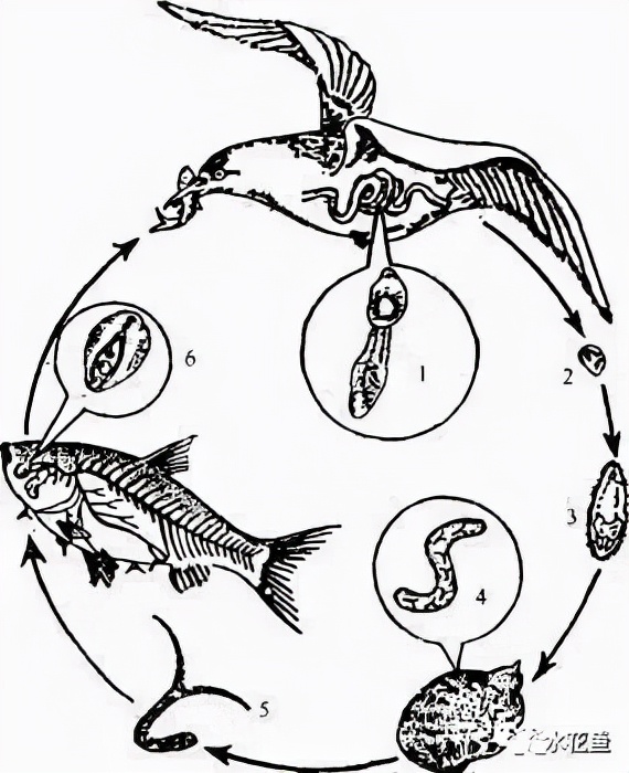 鱼眼睛白内障,鱼眼睛疾病