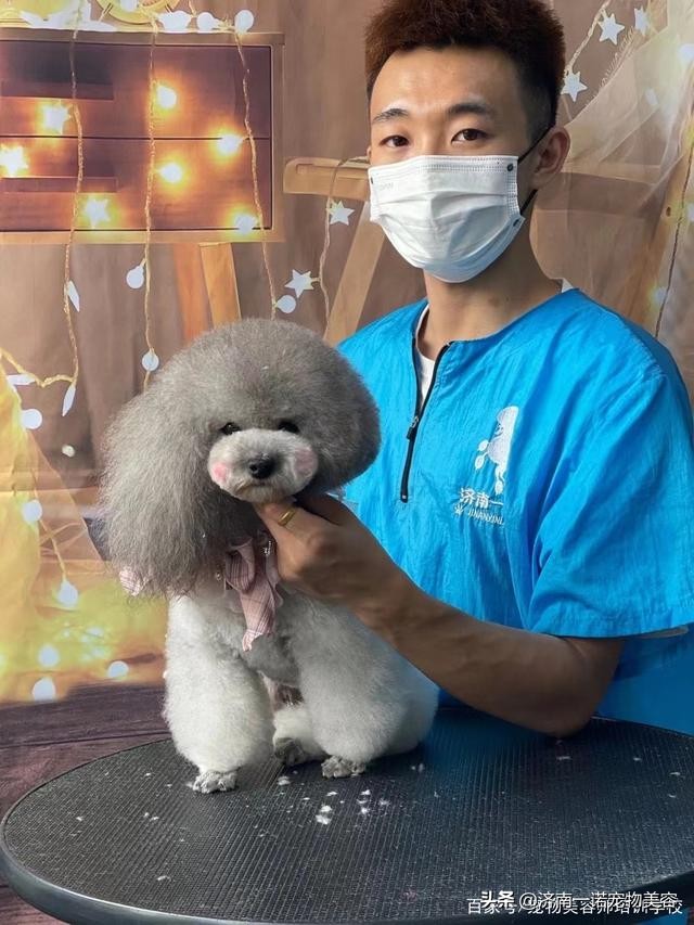 想学宠物美容洗护师,想学宠物美容入行建议