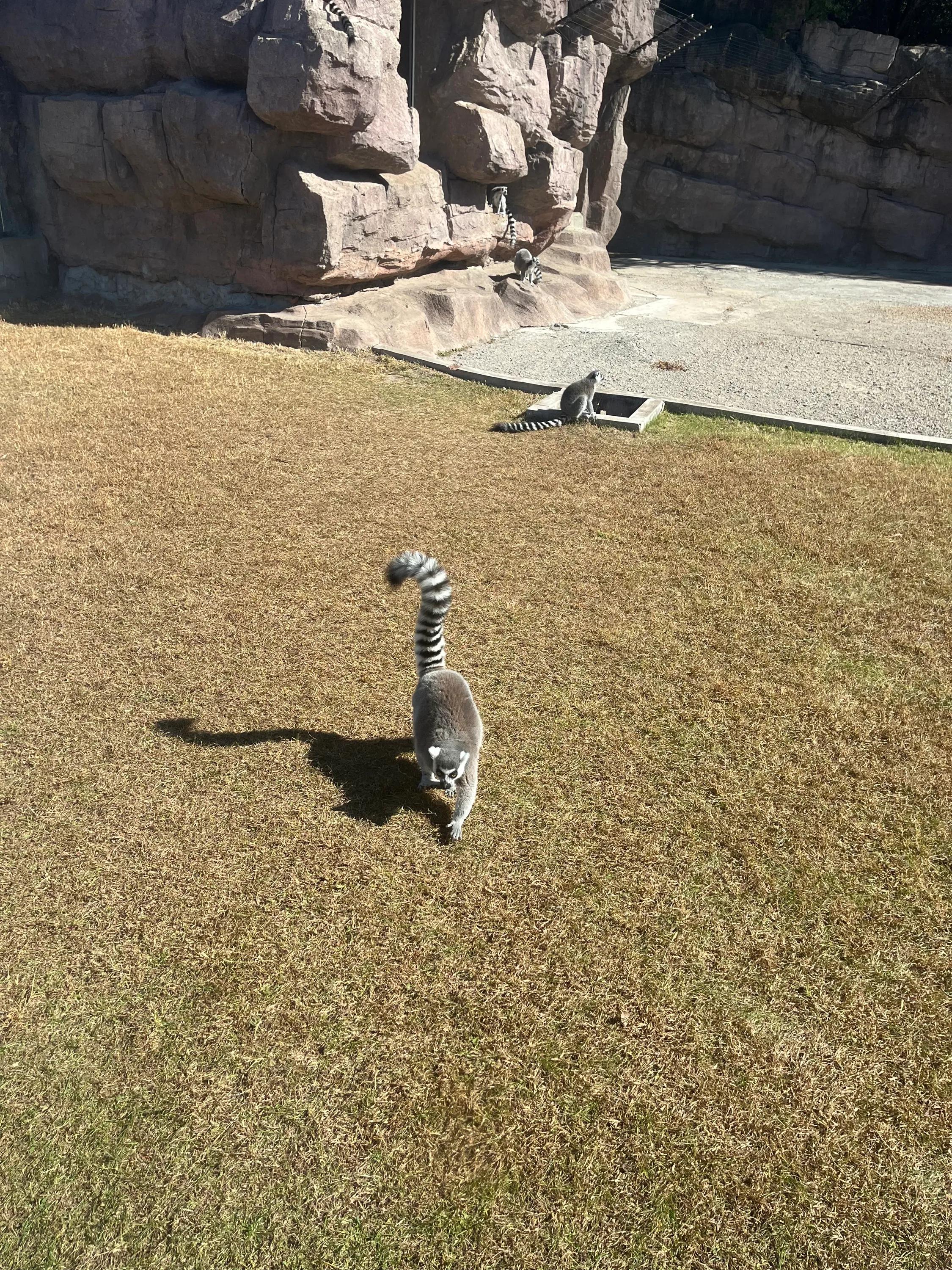 哈尔滨东北虎园旅游攻略,沈阳东北虎园攻略