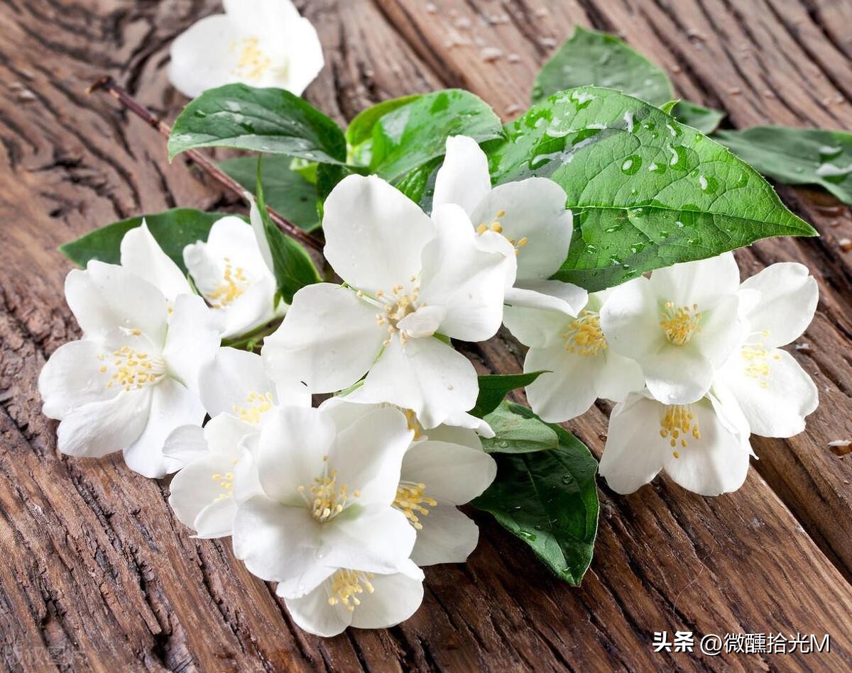 推荐10种最适合夏天养的花,君子兰开花时夏天几天浇一次水