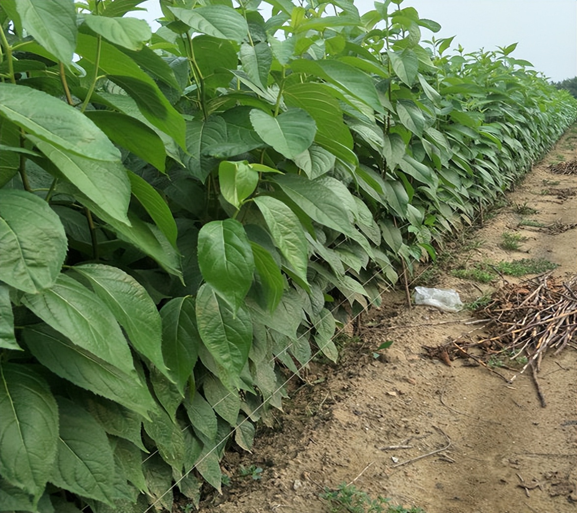 李杏的种子能种吗,杏李栽培要点