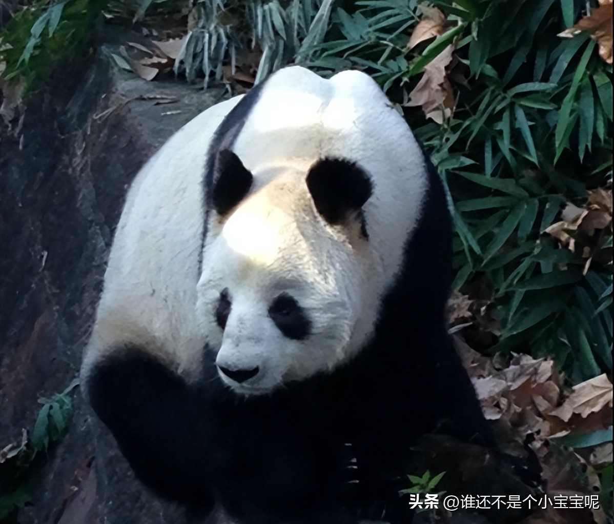 每天认识一只大熊猫和花,每天认识一支大熊猫