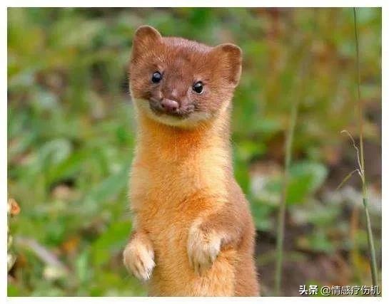 黄大仙真的有那么邪门吗,黄大仙真的有那么邪乎么