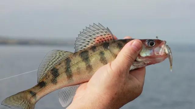 牙膏的六大妙用您学到了吗,牙膏小苏打白醋的妙用去衣服发黄