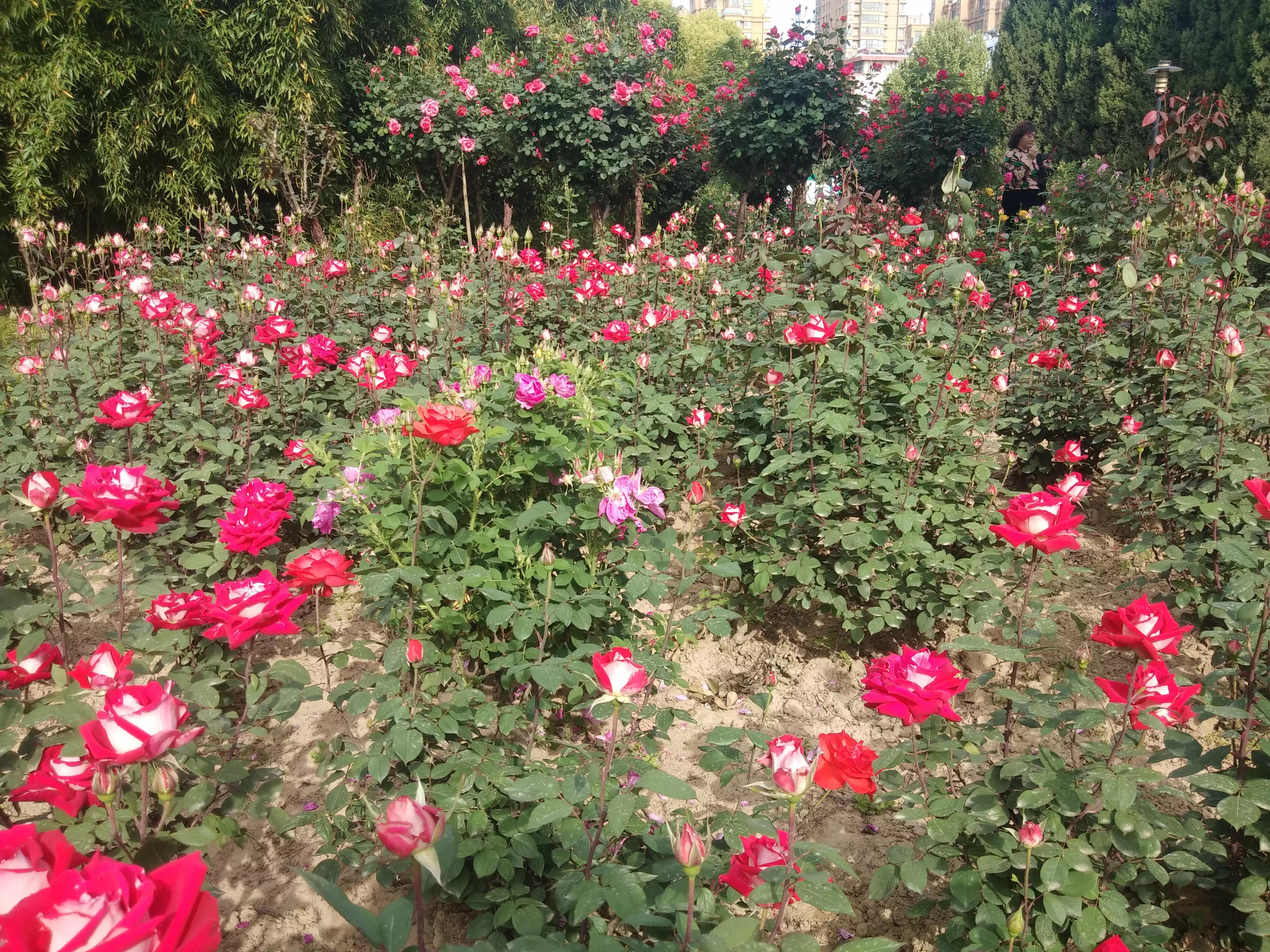 赠人玫瑰手有余香的英语,赠人玫瑰手有余香作文