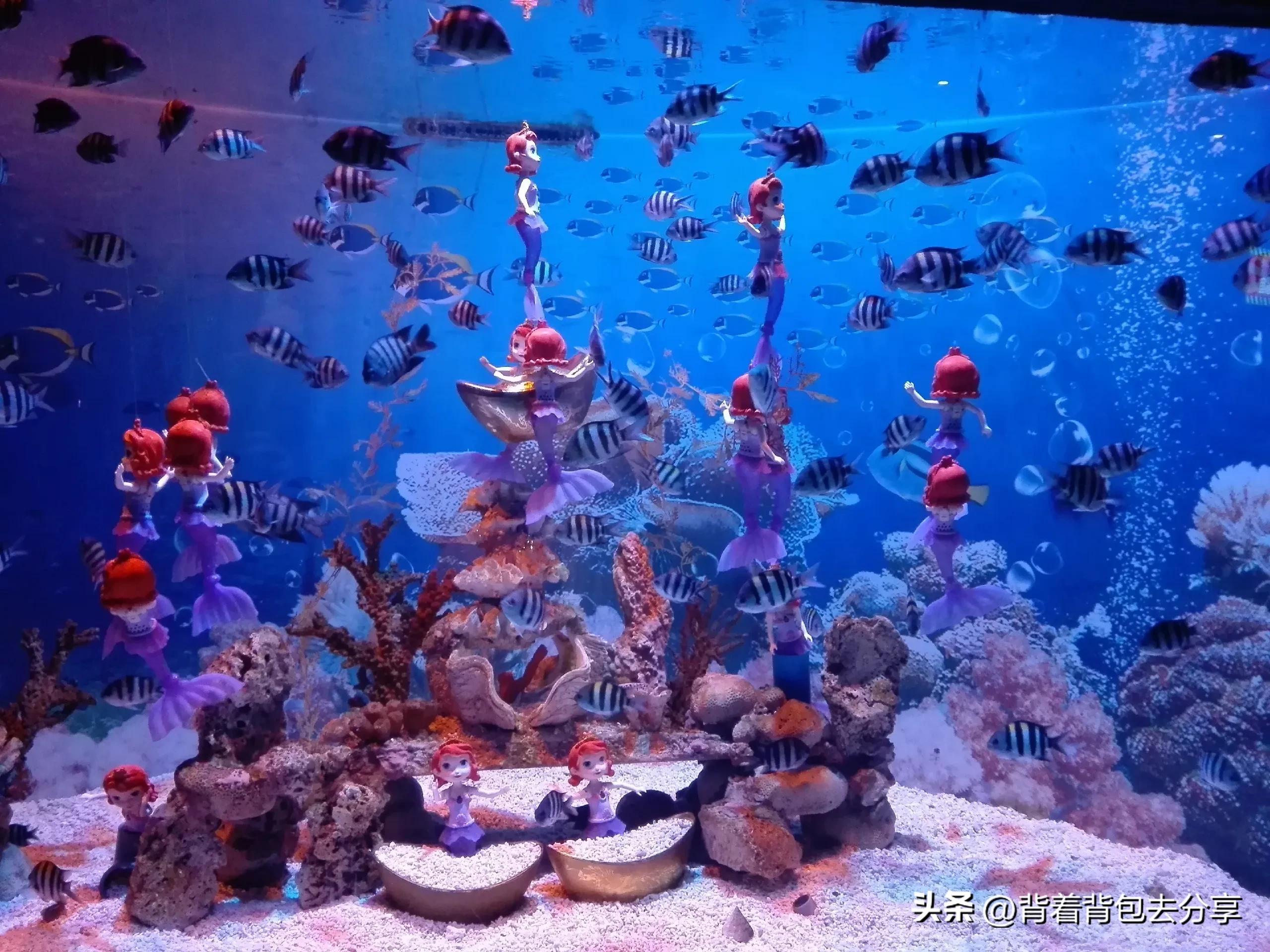 海昌海洋公园亲子攻略两天一夜,海立方星期天亲子公园和海洋公园