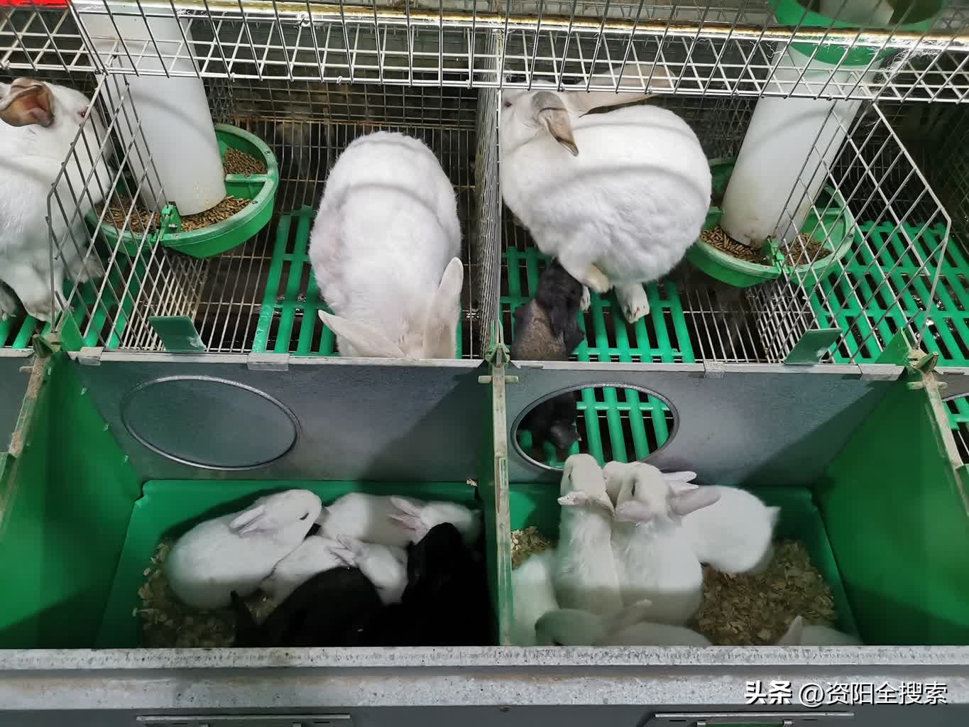 残友创业帮扶项目,乐至县残疾人致富