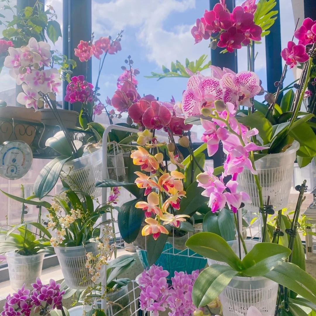 漂亮女人适合养什么花,适合盆栽的女人花