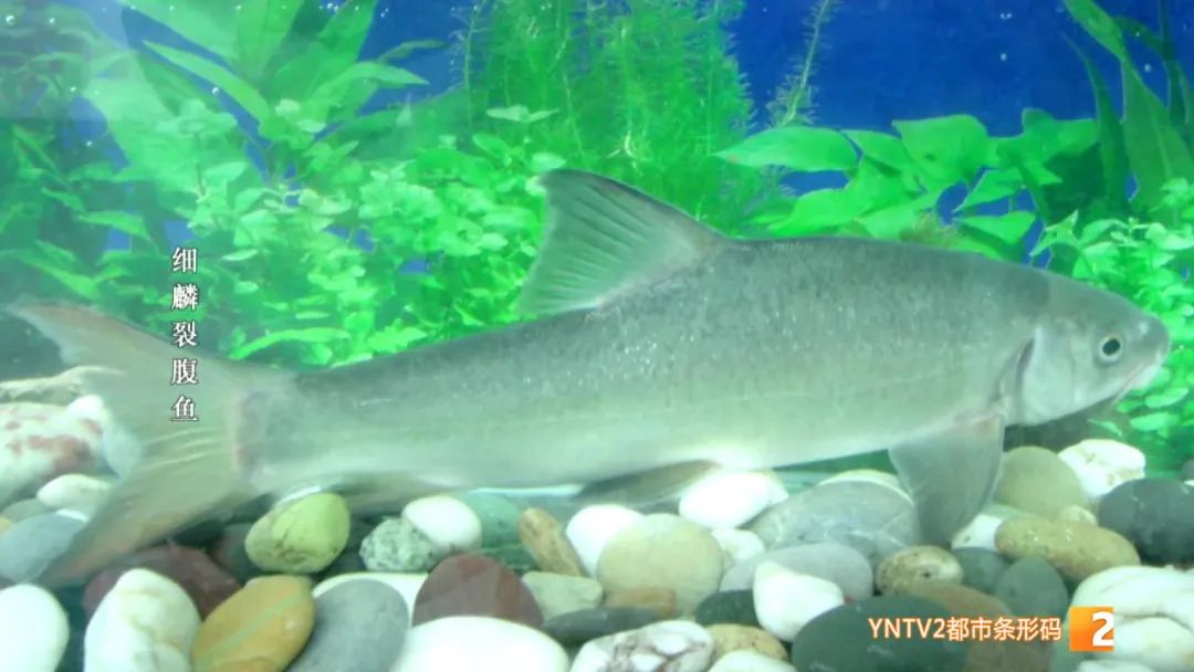 云南86种土著鱼实现人工驯养繁殖,云南土著鱼人工繁育