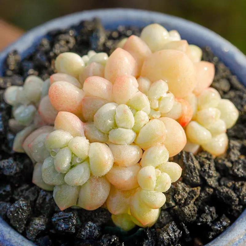 好看又度夏容易的多肉品种,油画棒绘画治愈系简单多肉葡萄