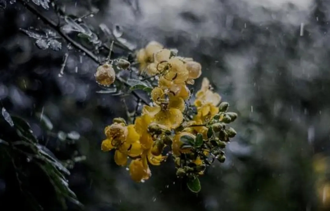 癸卯孟夏里的散词幽思·05