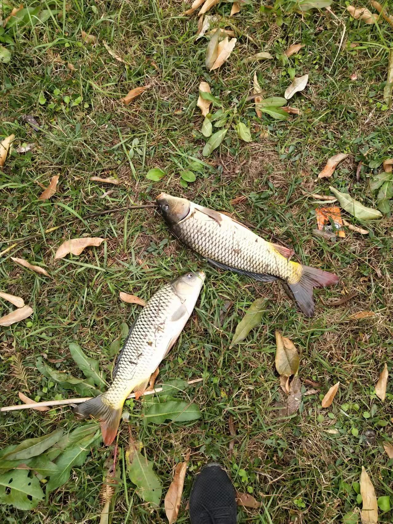 人工建造鱼窝野钓方法,大爷发明新式钓鱼钩