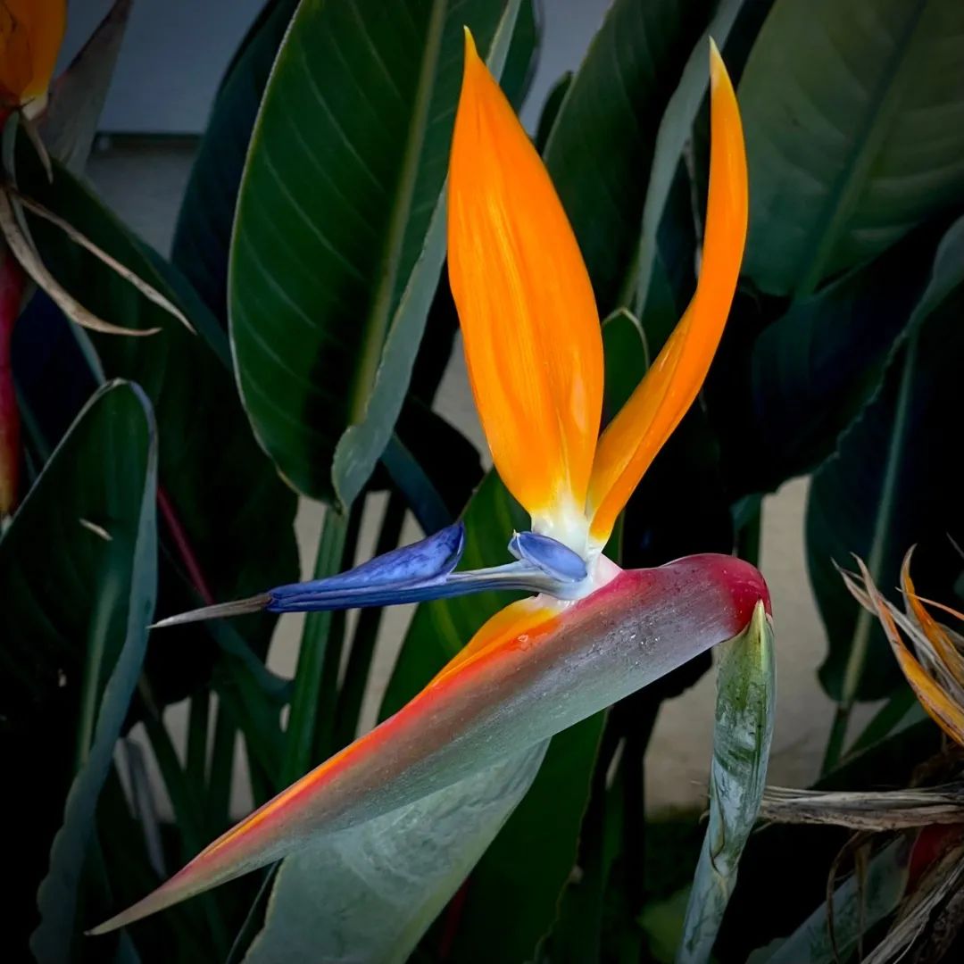 鹤望兰各个品种哪个耐晒,购买鹤望兰