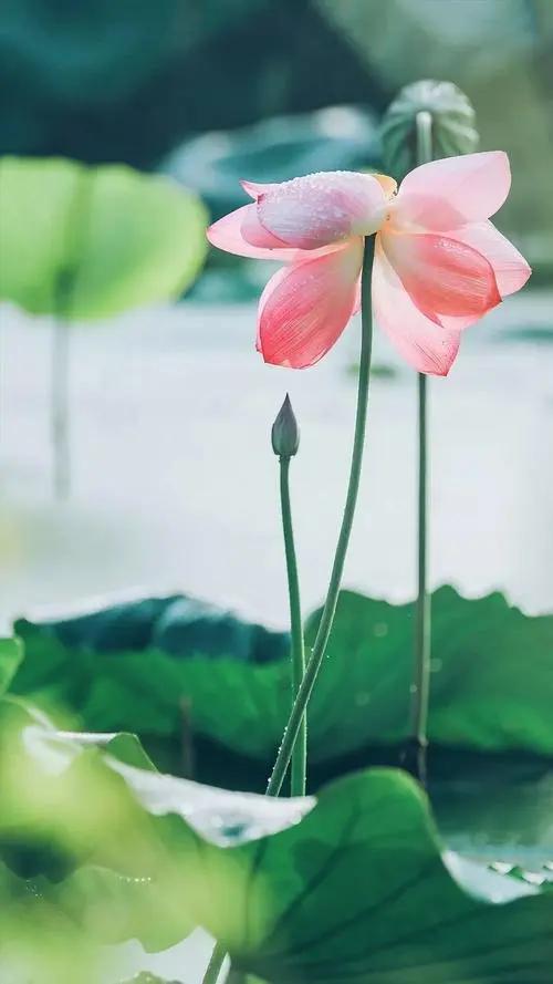 华为护眼壁纸高清全屏,华为息屏国旗高清壁纸