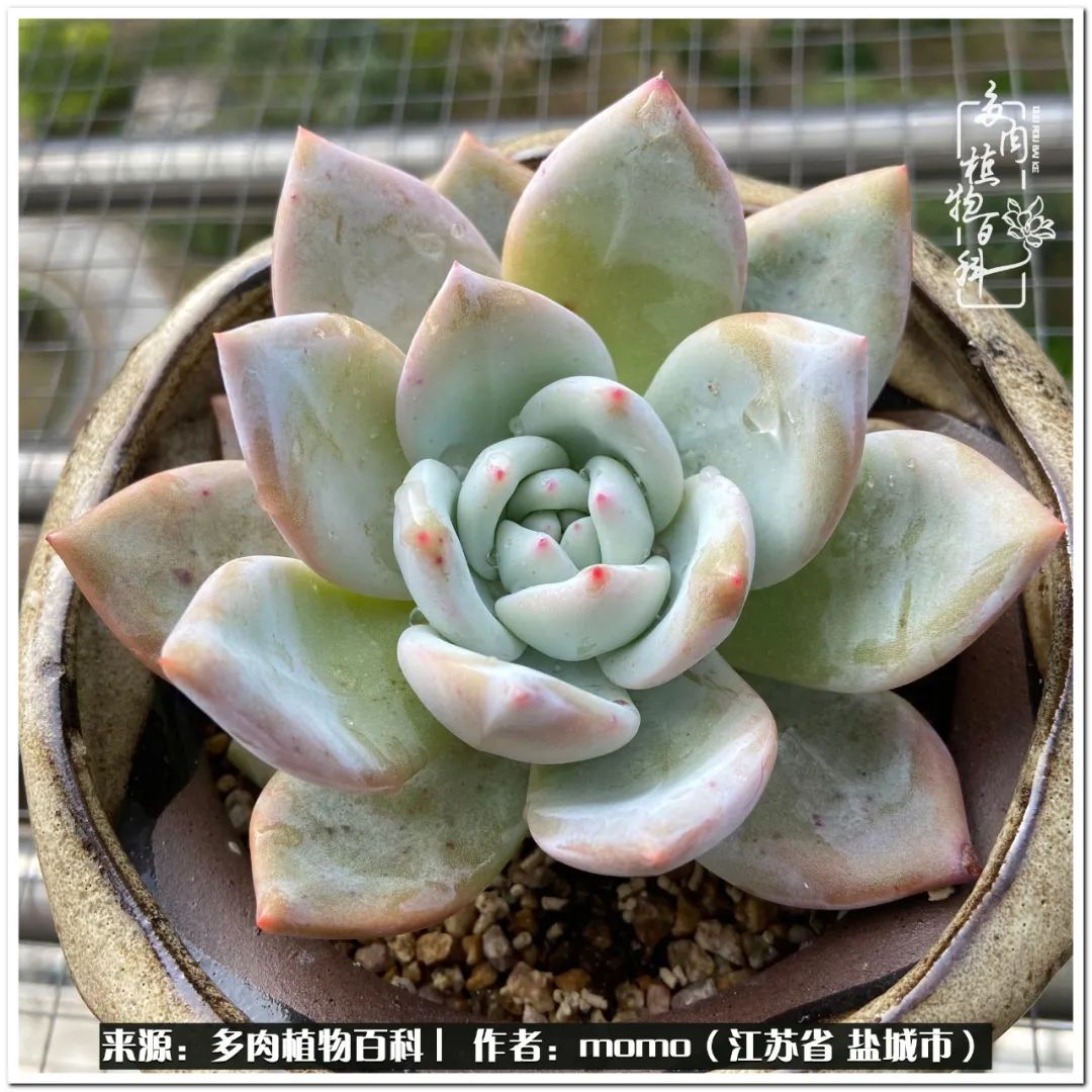露养一个月的多肉图片,露养多肉春天外面过夜么