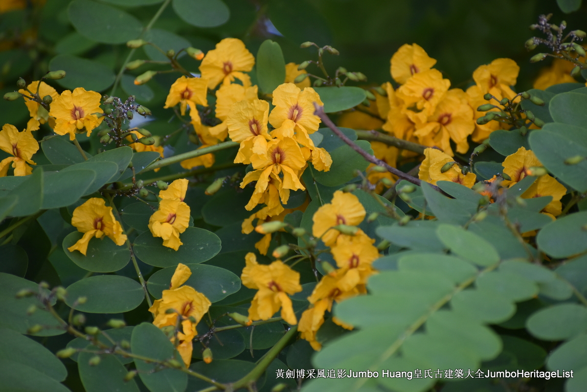 第5023回：富得像个阿根廷人，蓝花楹咖啡馆酒吧