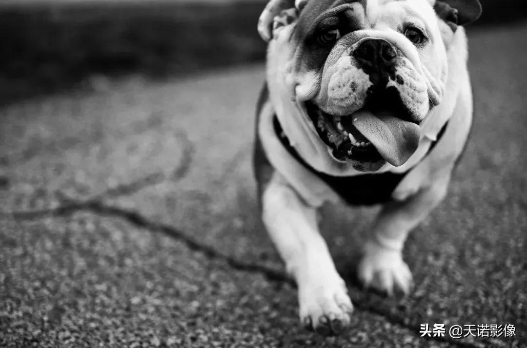 徕卡镜头到底有多牛,徕卡双a镜头怎么选择相机