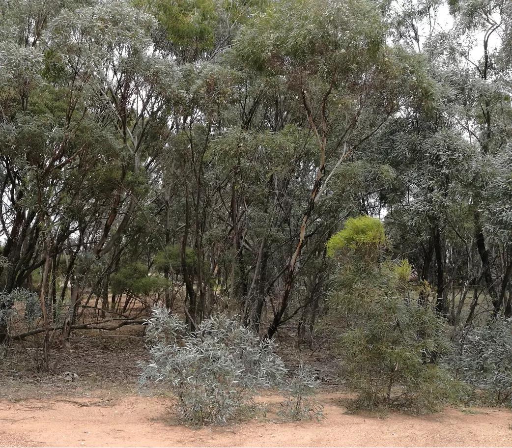 桉树油怎么分真假,桉树鉴别