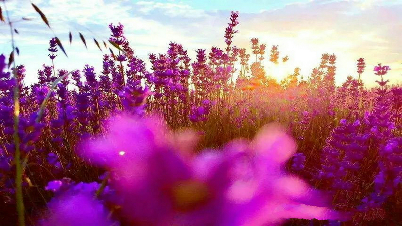 伊犁河谷薰衣草基地,伊犁河谷薰衣草自然条件