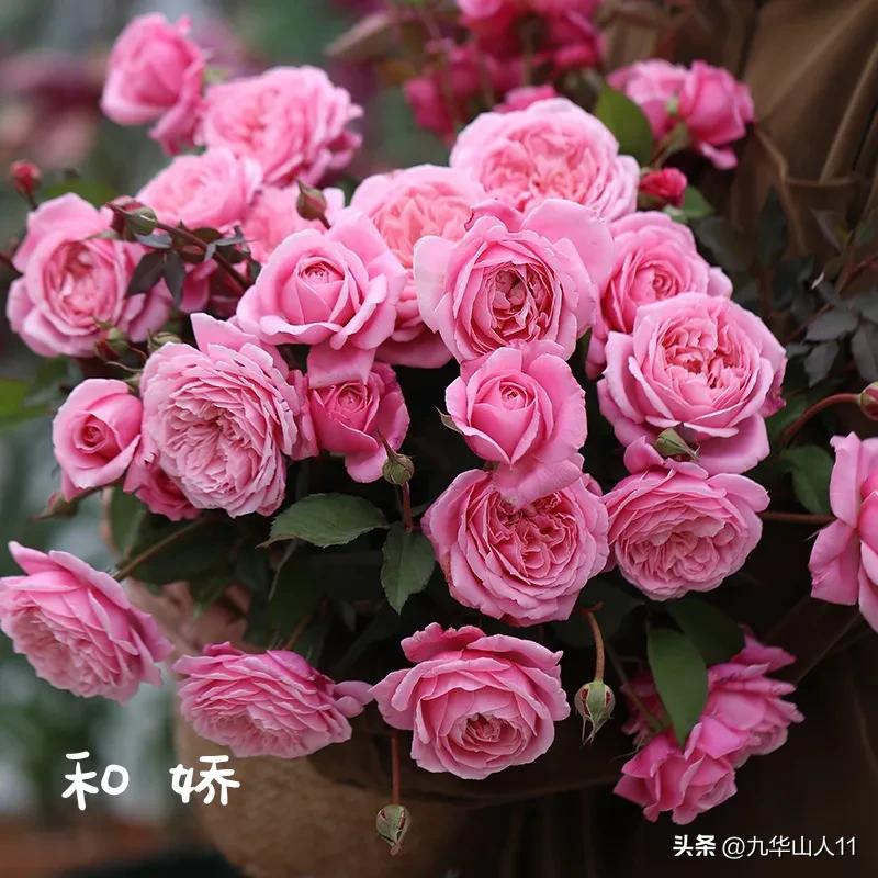 天狼无刺多头月季品种有哪些,天狼十大藤本月季排名