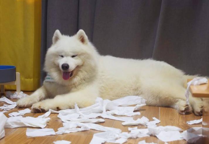 双色球开奖的结果,萨摩耶犬多少钱一只广安