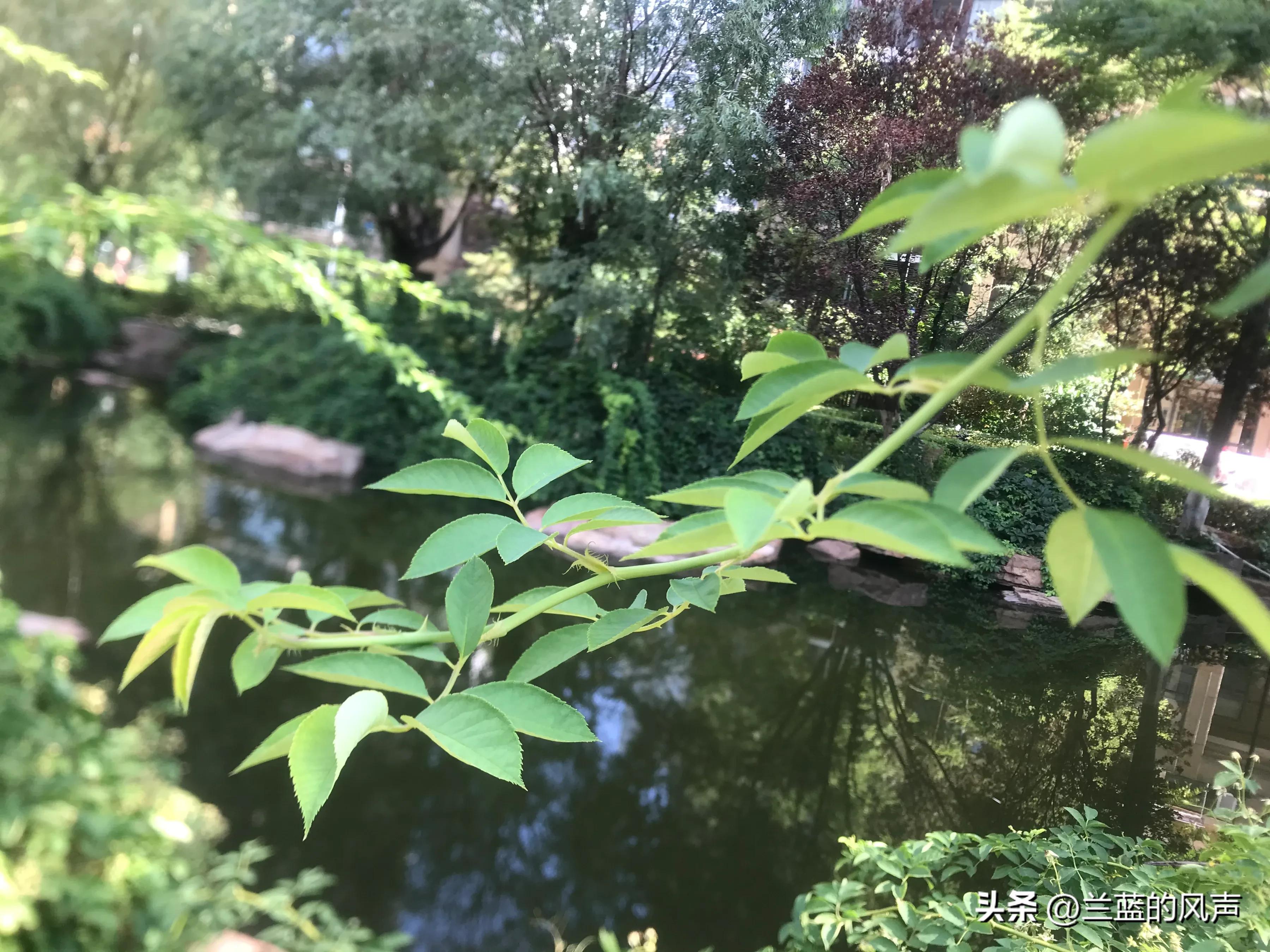 励志情感语录人生感悟,励志情感语录文案