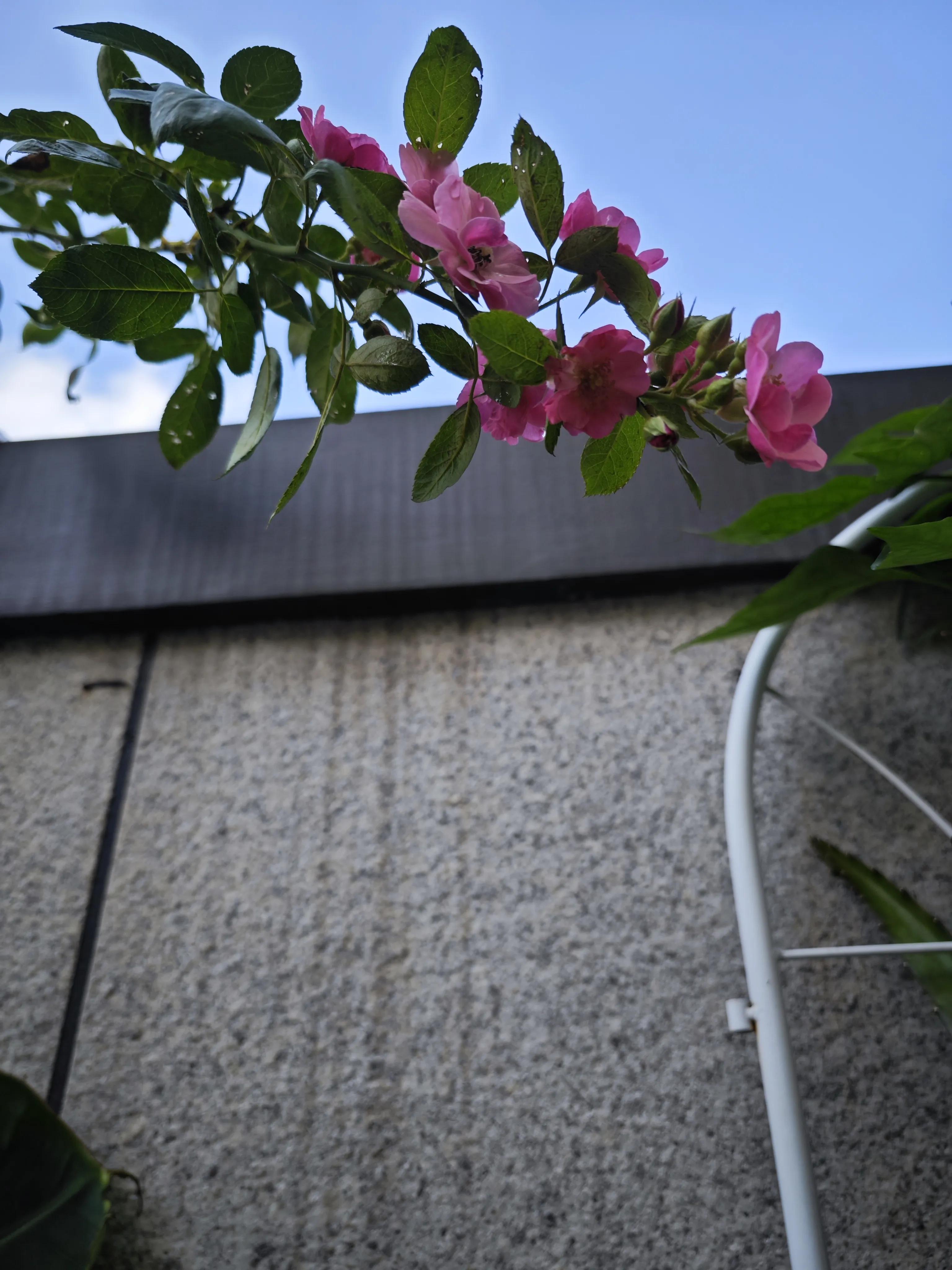 夏天的多巴胺是什么,夏天的多巴胺穿搭是什么