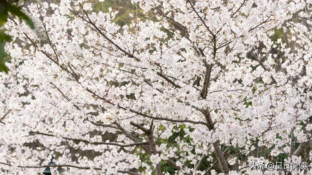 湖北荆州：石首“繁花”上大分↑即将刷爆朋友圈！