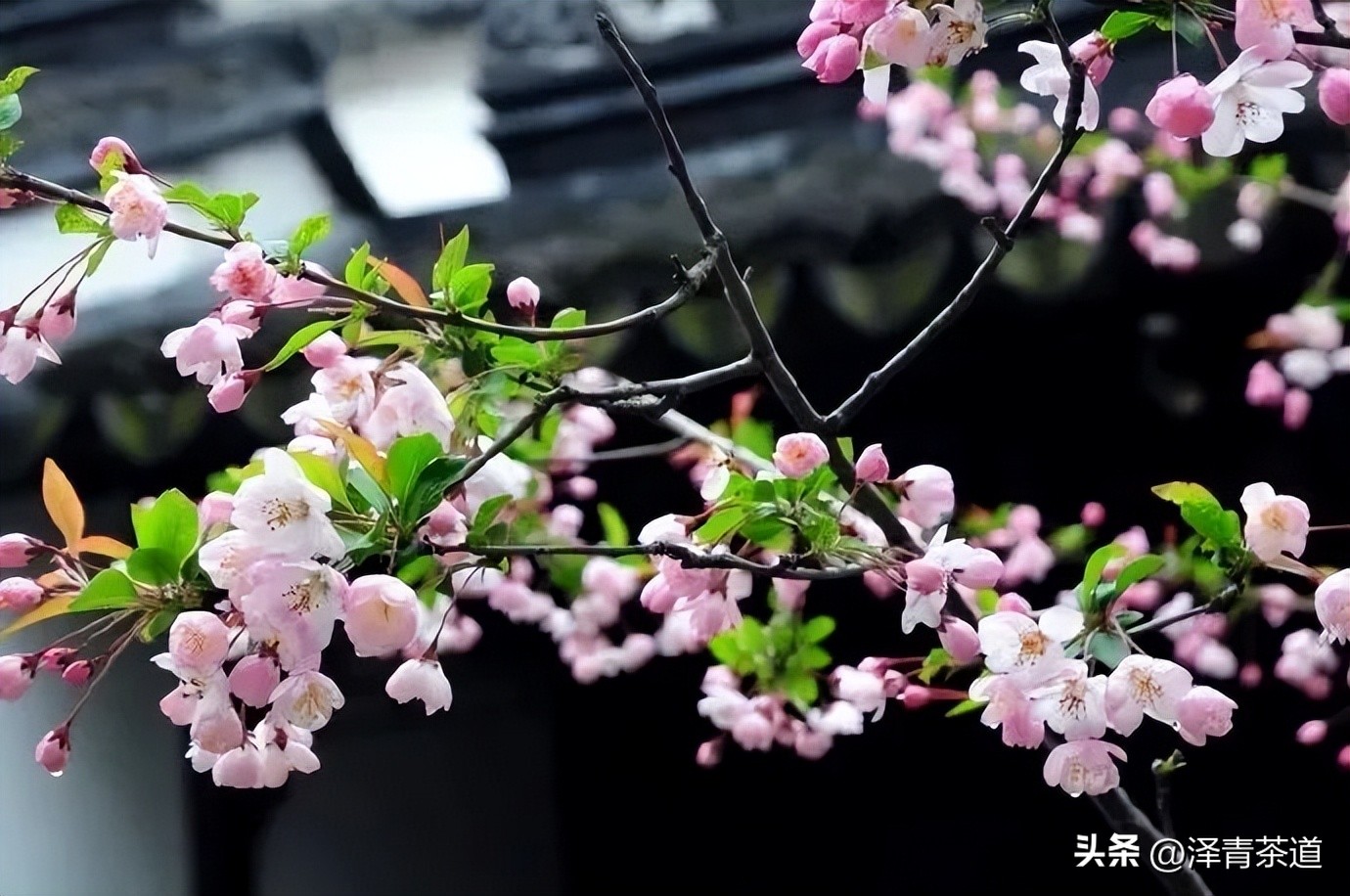 写春天的著名唐诗宋词加赏析,十首描写春天的宋词