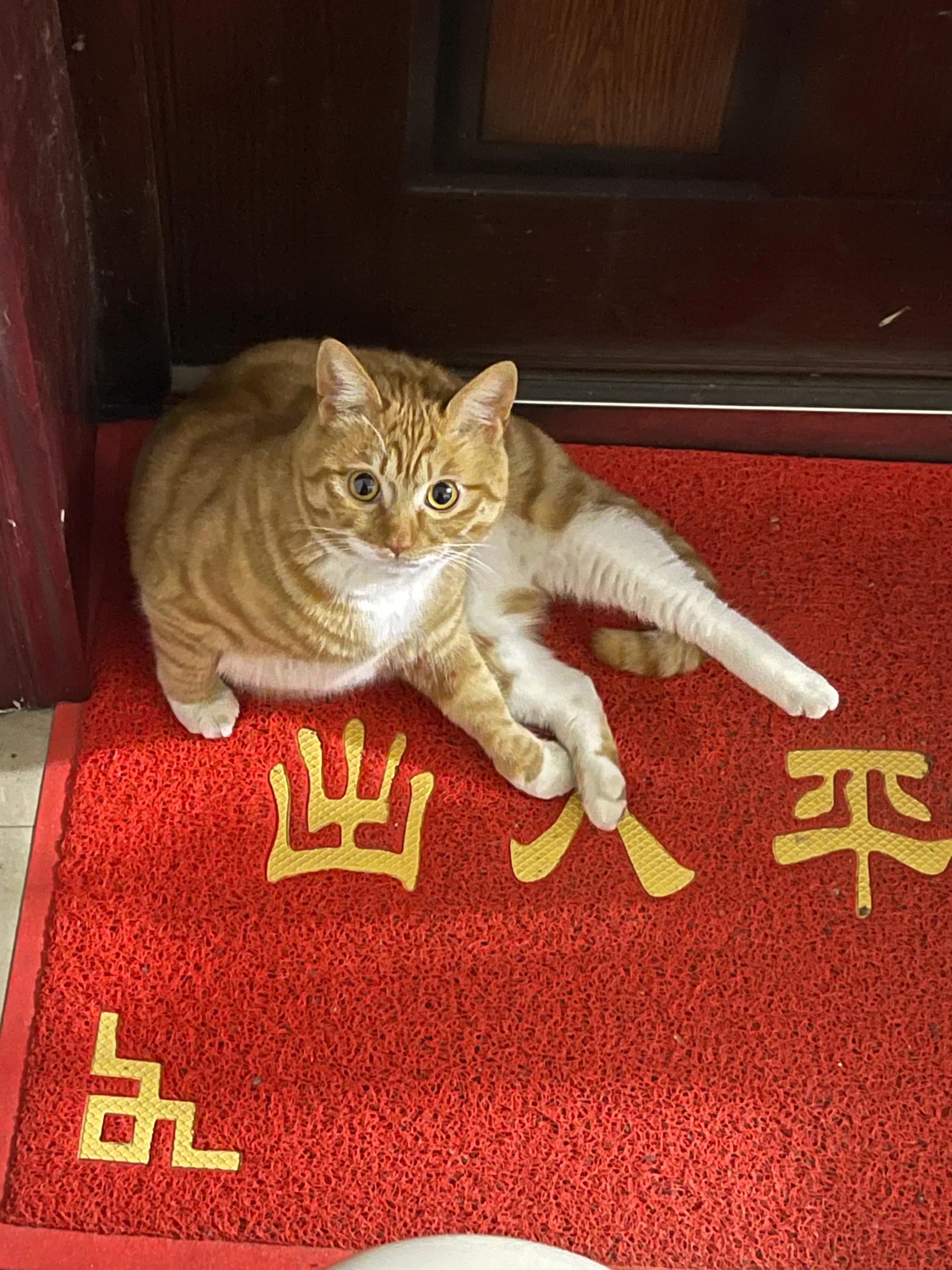 猫咪怎么养才能变成小奶猫,猫咪养不了了怎么安排去处