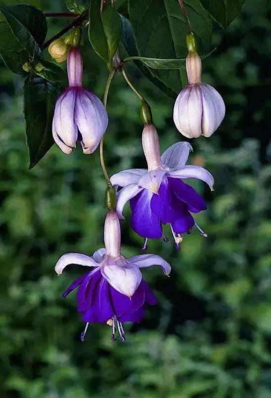 花朵壁纸横版,花朵招财壁纸