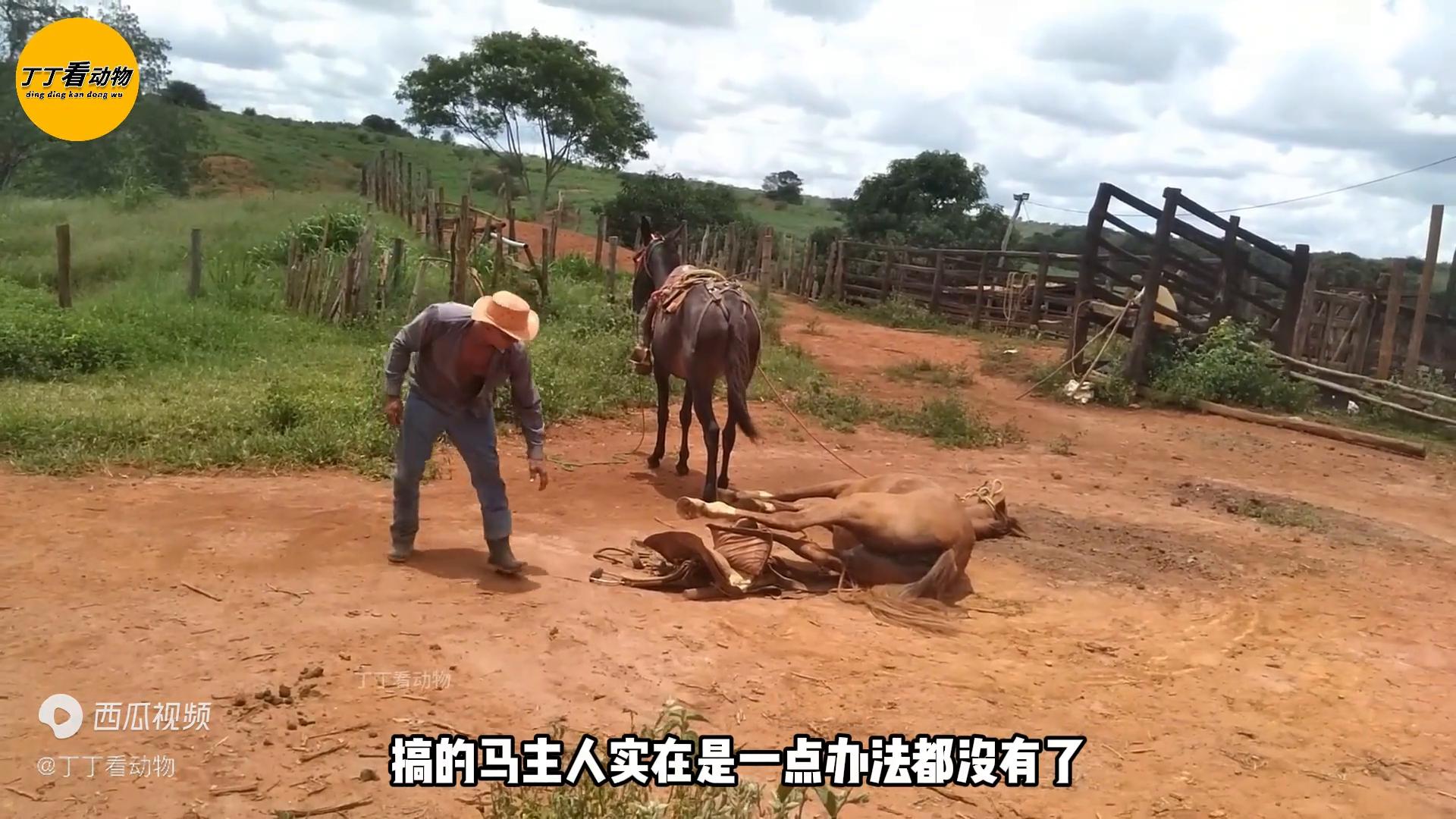 大犟马摆烂躺平就是不肯起来，实在没有办法，没想到意外一...