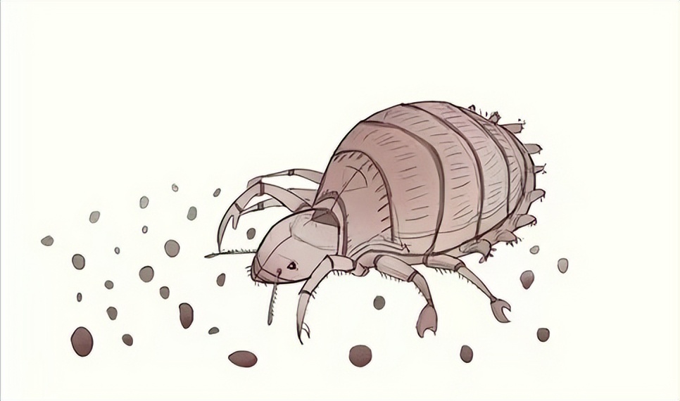 男子腹部痒，医生用镊子夹出12只阴虱！原来阴虱有这3个传播途径