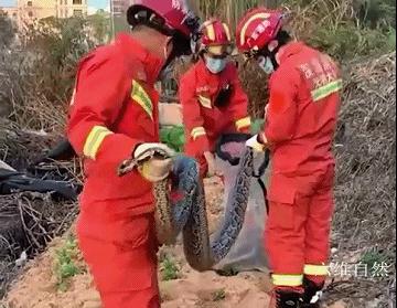 深圳一工地惊现50多斤重蟒蛇,广东一工地惊现蟒蛇