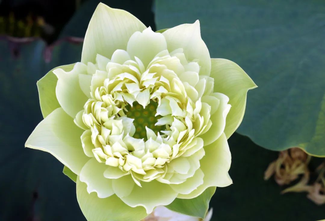 绝美的荷花品种大全图集,超好看荷花品种大型荷花