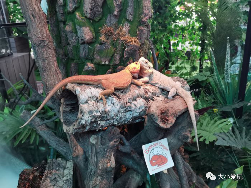 亲子遛娃乐园还能这么玩,遛娃好去处童梦王国亲子乐园