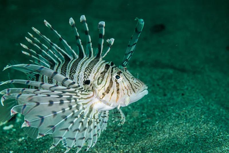 最好养的观赏鱼冷水鱼有哪些中型,冷水鱼有哪些观赏鱼比较好看