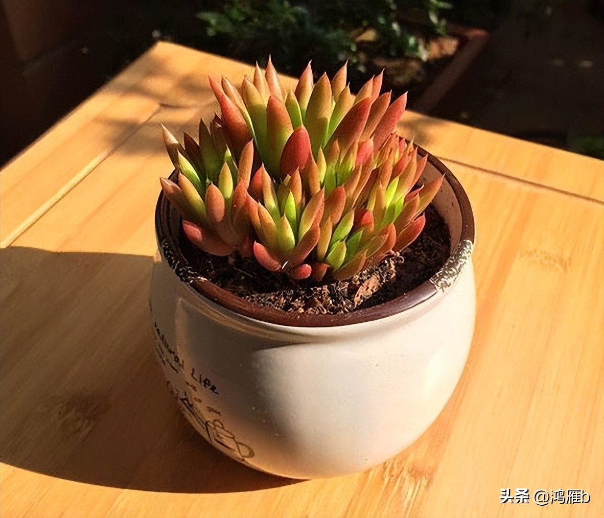 十大耐阴多肉植物,狼爪瓦松是多肉吗