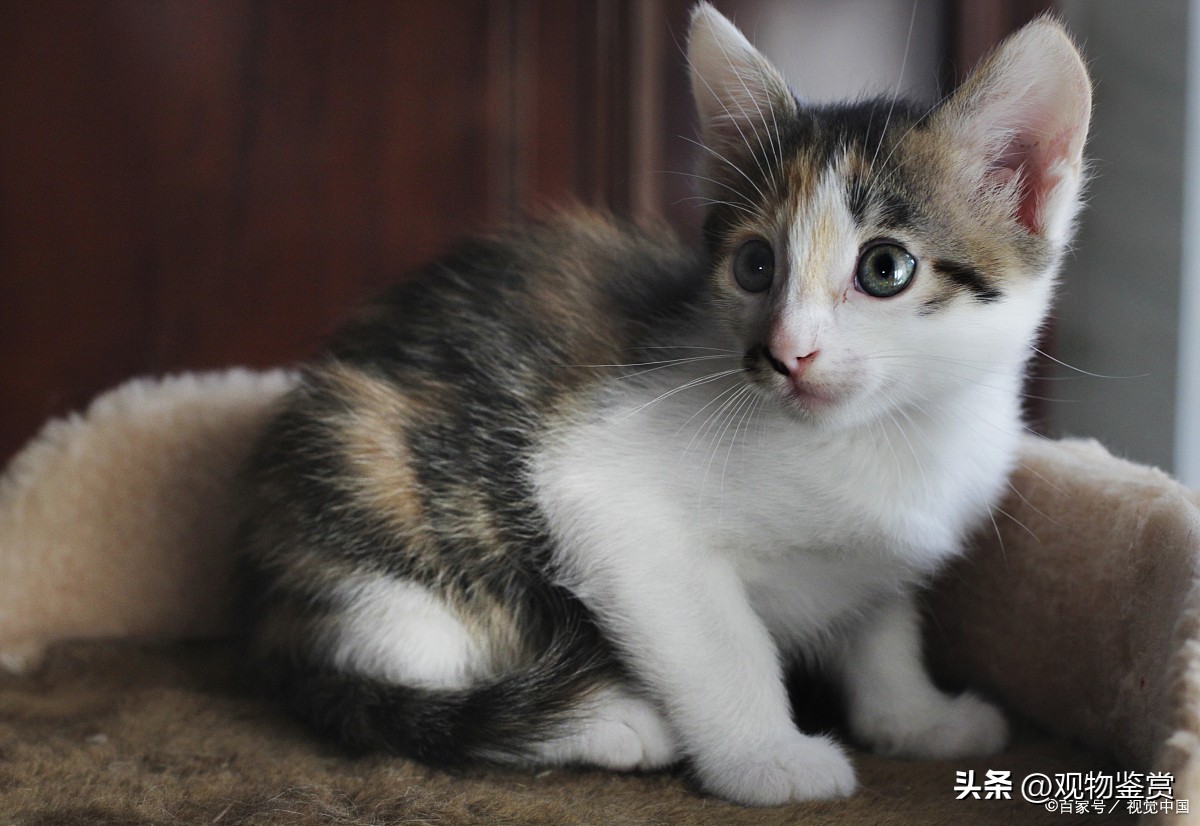 宠物三花猫和田园三花猫区别,三花猫三色代表什么