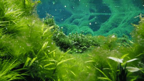 提高认知增长知识的高分纪录片,孩子必看的5部纪录片