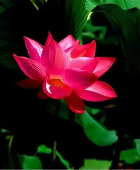 最美荷花古诗图片,诗词荷花图片大全