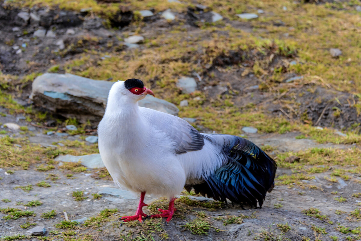 稻城亚丁真的好吗,稻城亚丁真的有这么好看吗