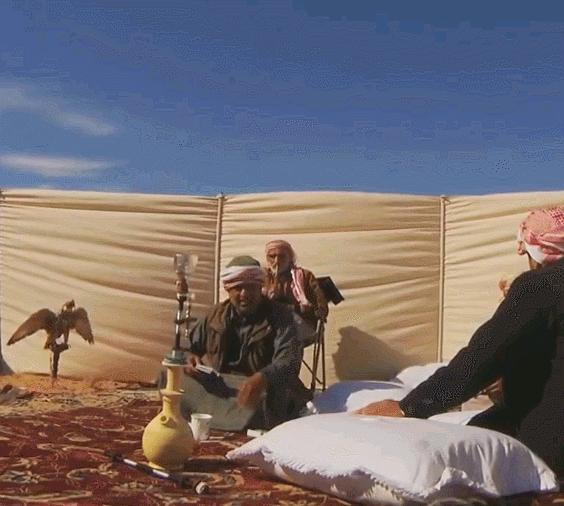 世界最奢侈的宠物狗,迪拜土豪的宠物鹰猎