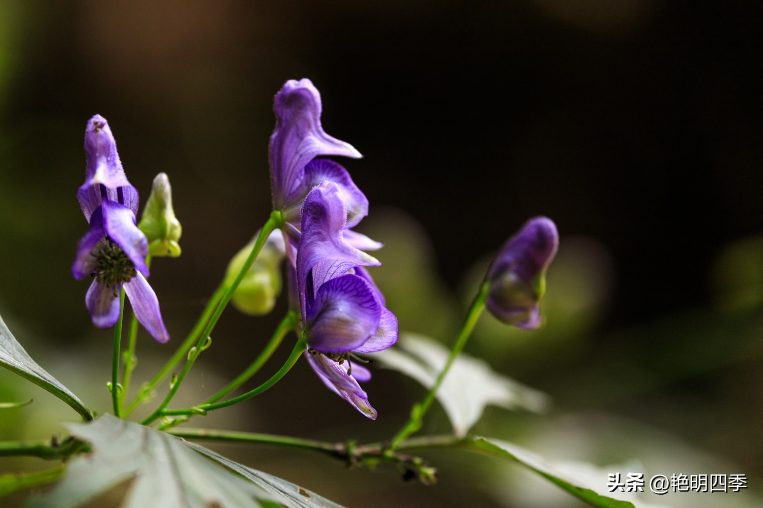平谷老象峰风景区,北京平谷老象峰
