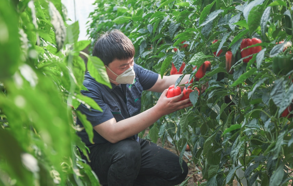 同舟共济！鹰角携手“蔬菜之乡”，600吨新鲜蔬菜驰援上海