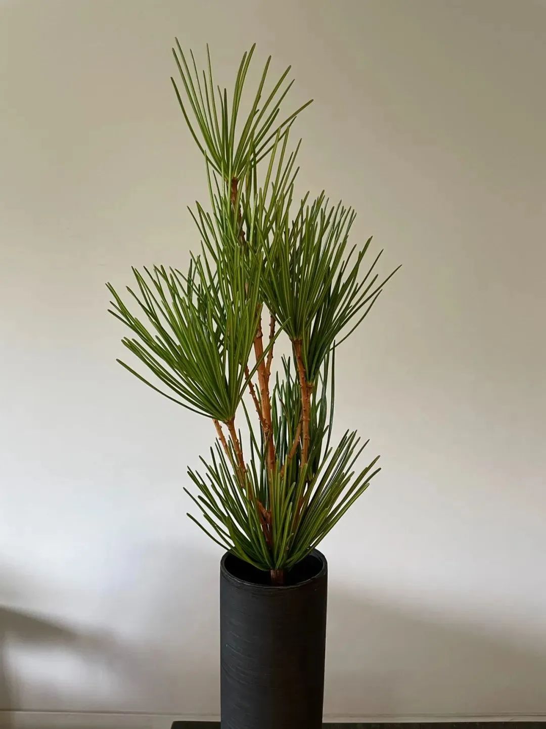 鲜花在水里能养几天会死,新加坡盆栽花卉怎么养