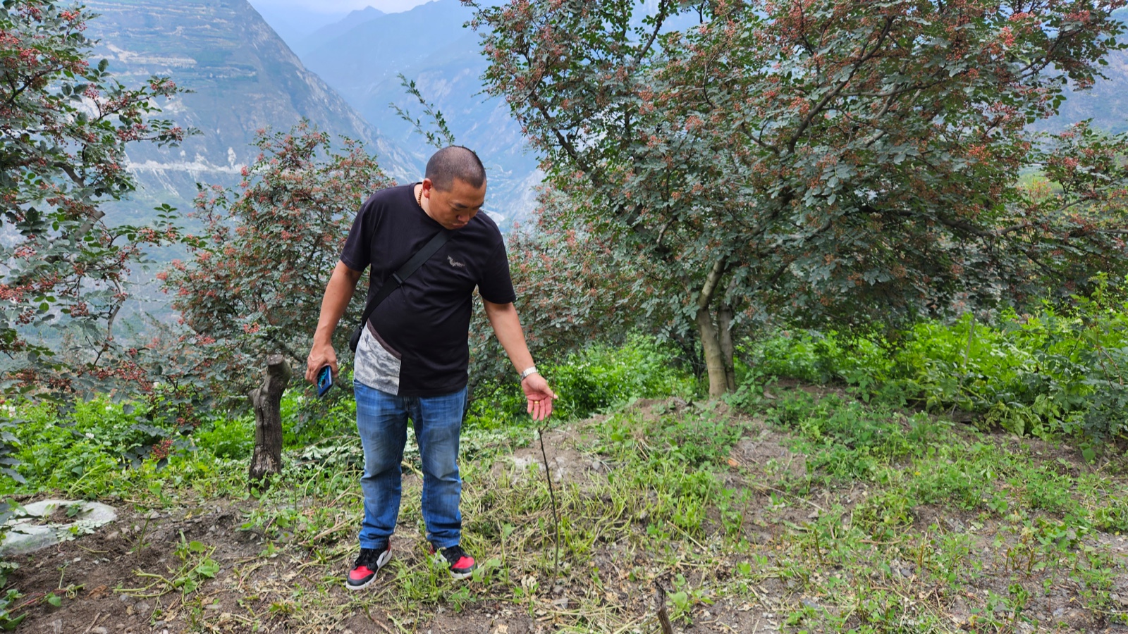 花椒丰收季节是几月,老家花椒丰收季