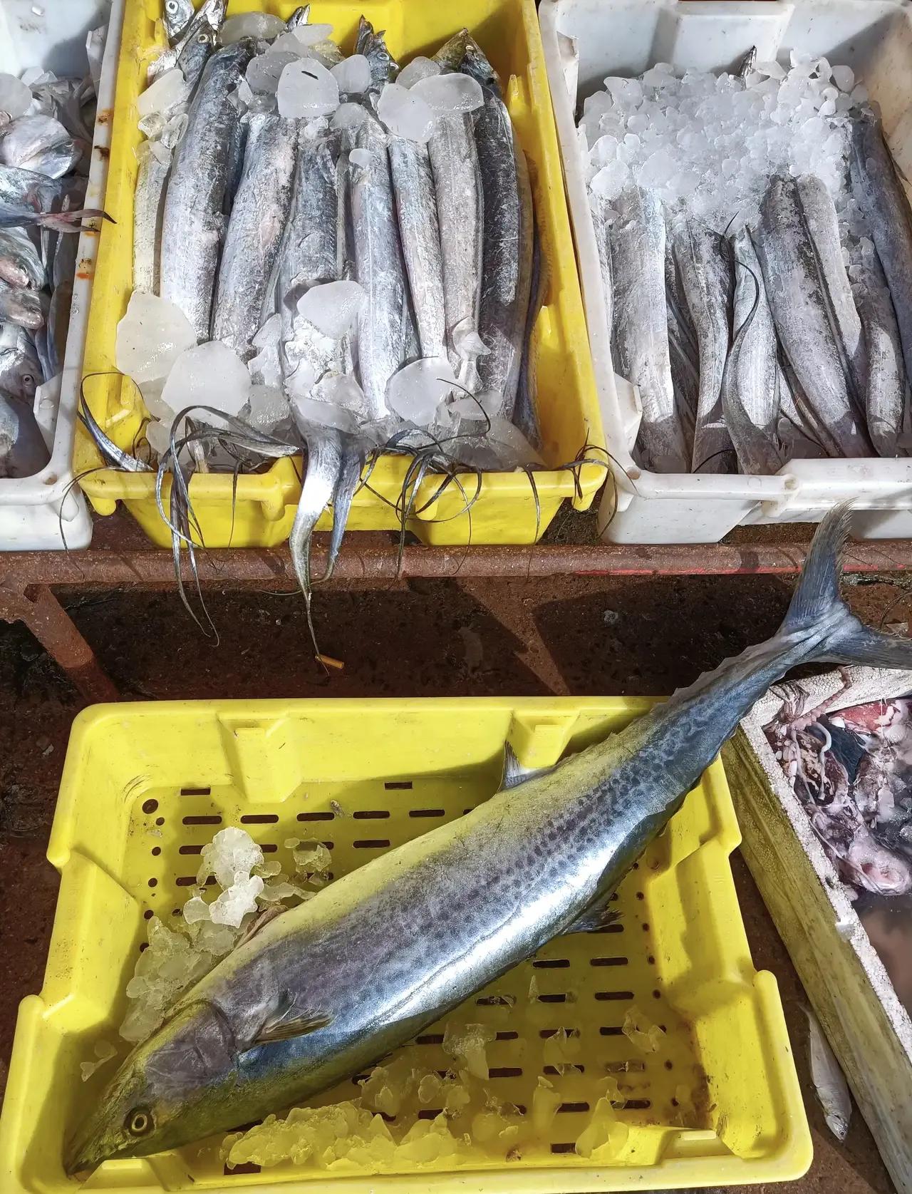 太仓浏家港视频,太仓浏河刘家巷