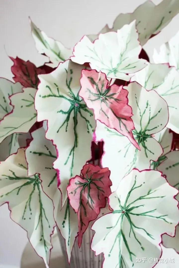 五彩芋类植物怎么养,五彩芋如何养护